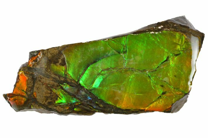 Iridescent Ammolite (Fossil Ammonite Shell) - Alberta, Canada #162384